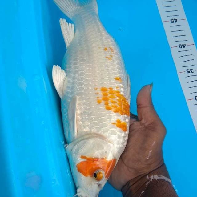 31cm bakat punuk