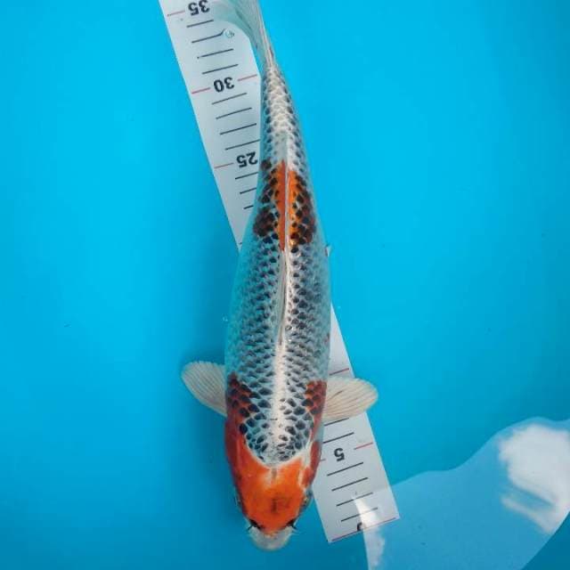 kujaku bulki 35cm fml