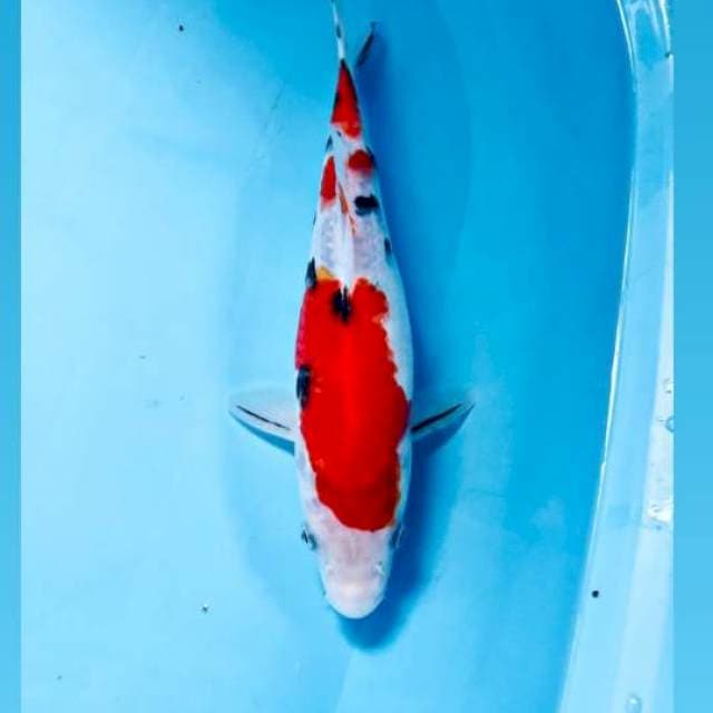 Sanke, 28 cm