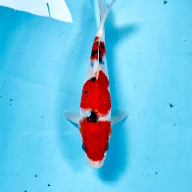 Sanke, 22 cm