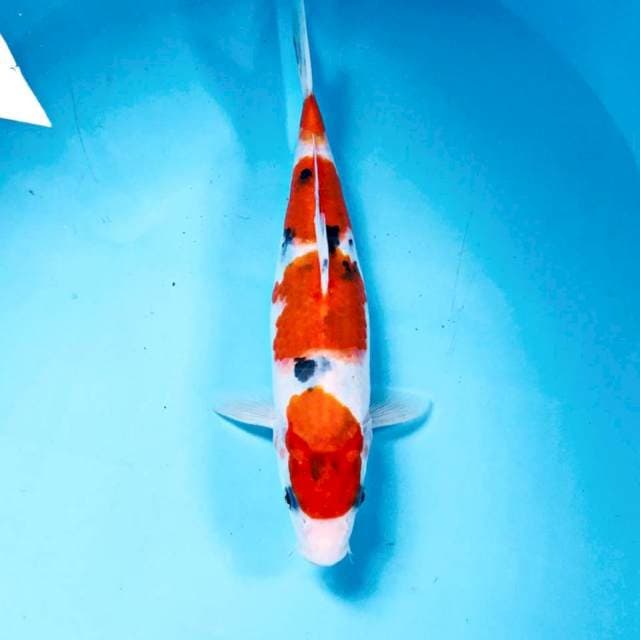 Sanke, 25 cm