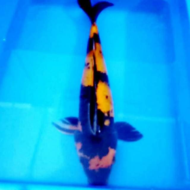 Utshuri 41 cm