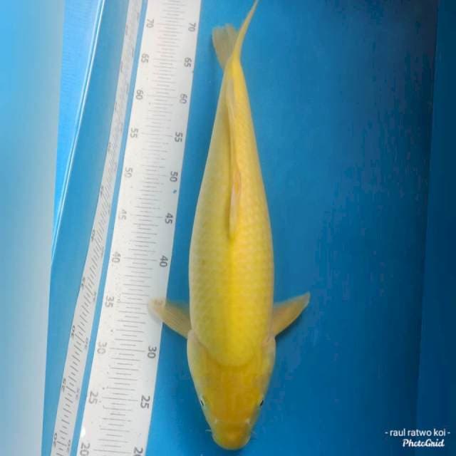 KARASI BULKI 52CM