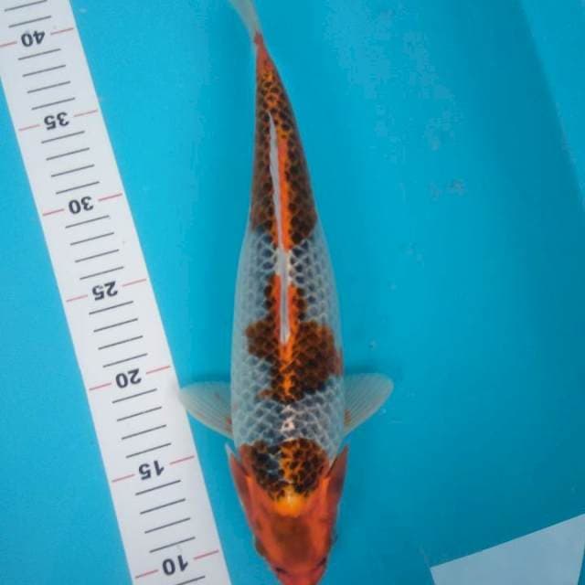 kujaku mantap 35cm