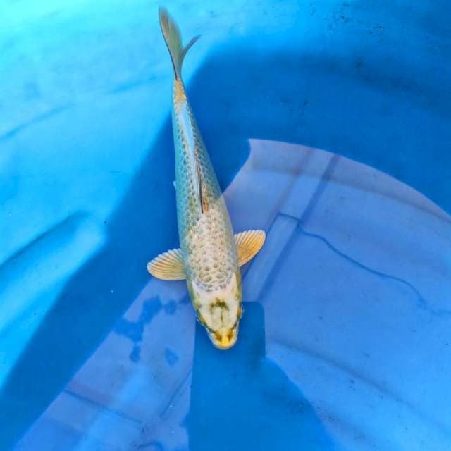Mukashi ogon ginrin