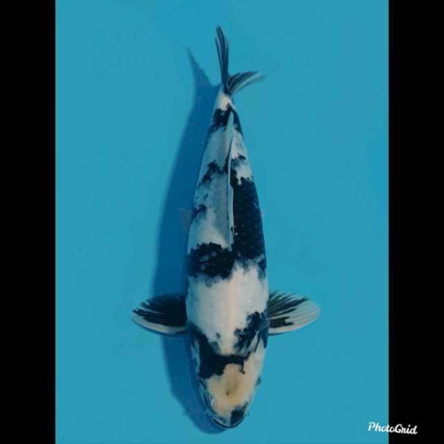 45bu , Male - Shiro Utsuri - Pola