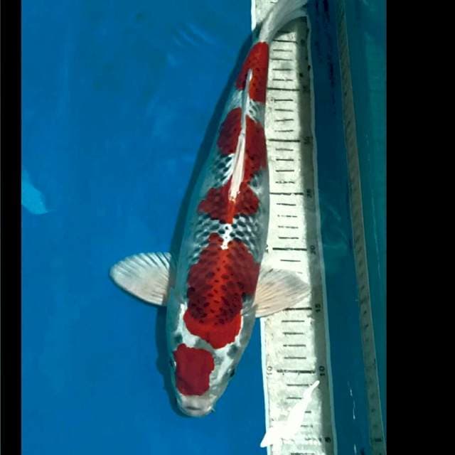 Kujaku Male 39 Cm