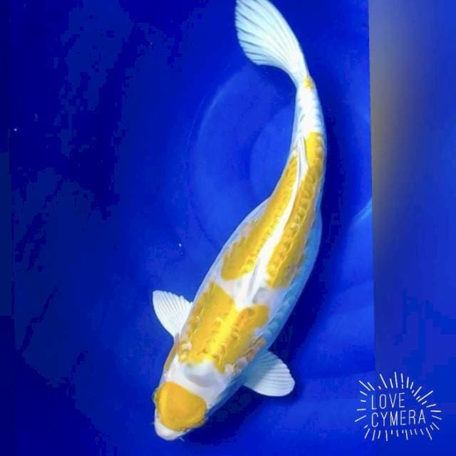 Hariwake doidsu 45cm