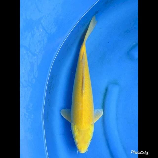 RED EYE KARASHI , 43cm