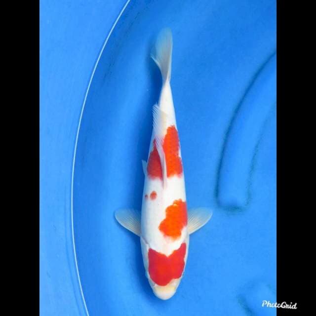 RED KOHAKU , 37cm