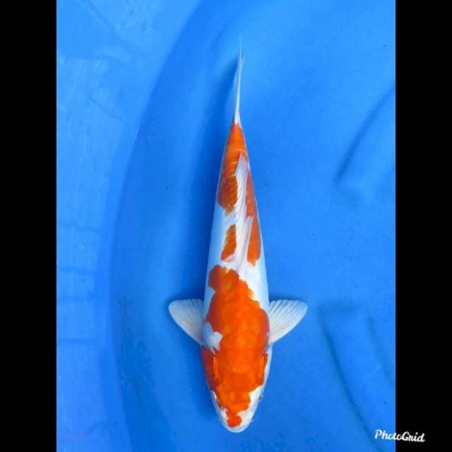 KINKUSHUI , 37cm