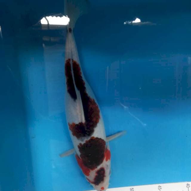 Goromo inazuma 31cm