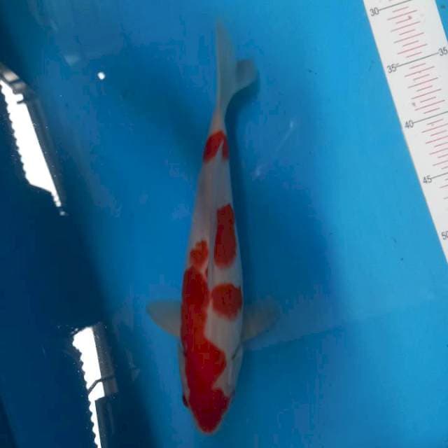 Kohaku Male 32cm