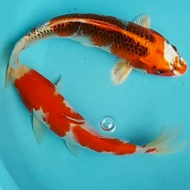 🆕kohaku, kujaku 23,25cm
