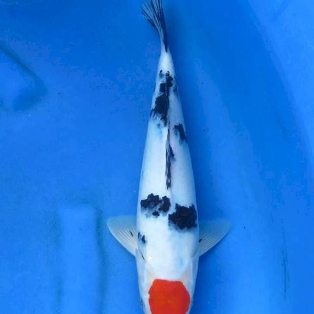 Ori tancho sanke 34cm