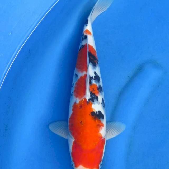 Ori sanke sandan 35cm