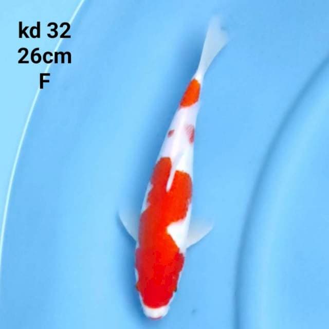 kohaku original