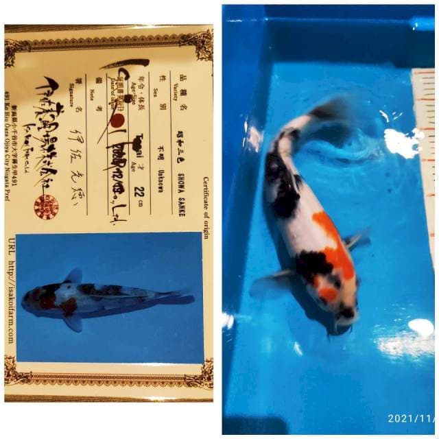 Isa kindai Showa