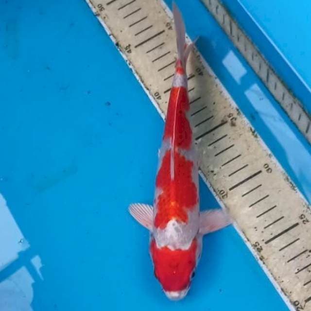 Sakura ogon 23cm