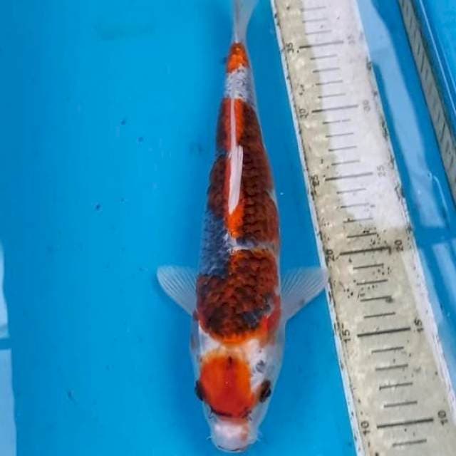 Goshiki 30cm