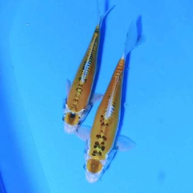 2 Maruten kojaku doid 30-34cm