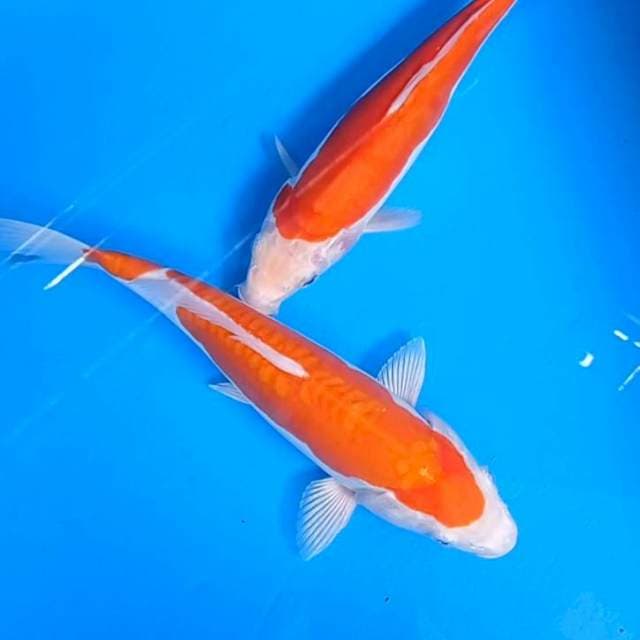 Kohaku doits 29/30 dua ekor