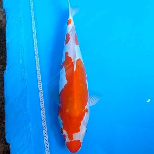 Kohaku doits 34cm Ori
