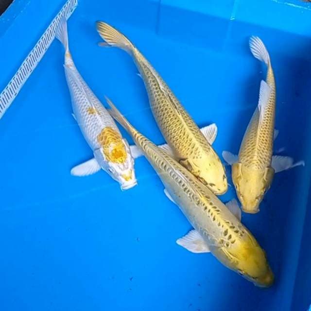 Mix, Ogon Kiko lemon, Hariwake 4 ekr