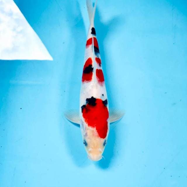 Sanke, 24 cm