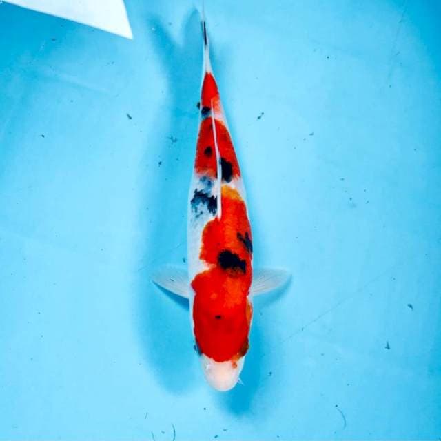 Sanke, 25 cm