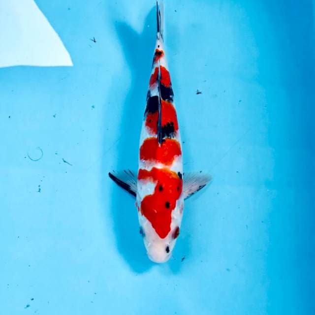 Sanke, 26 cm