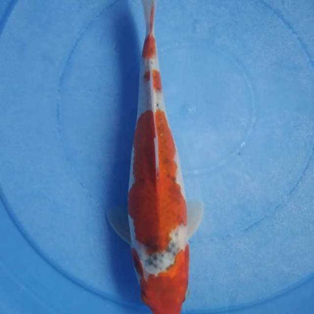 Ghosiki