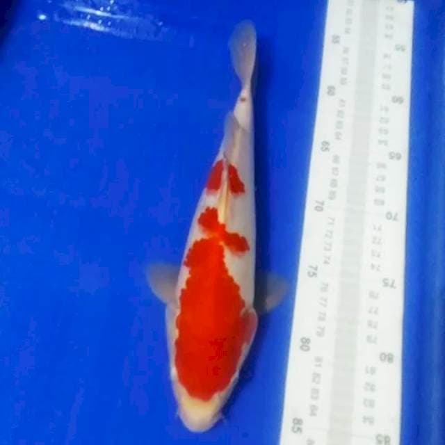 🆕A3_kohaku 29cm