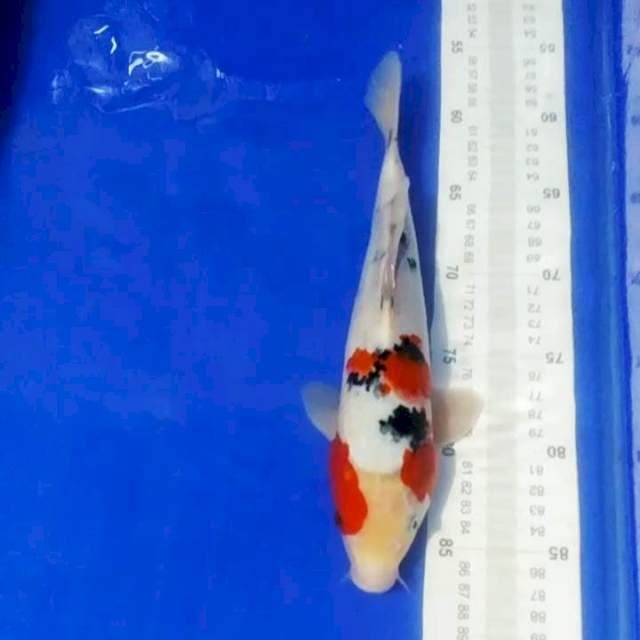 🆕A4_sanke 29cm