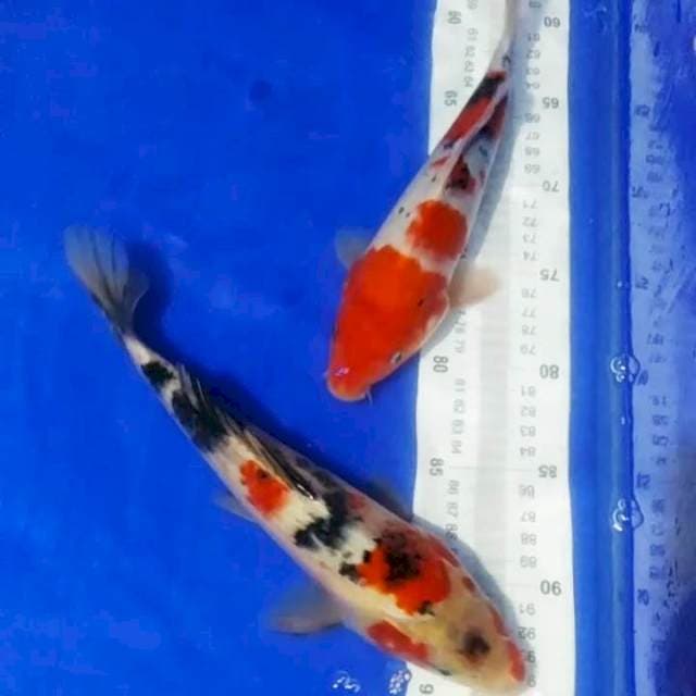 🆕A5_kohaku sanke 2ekr/27_29cm