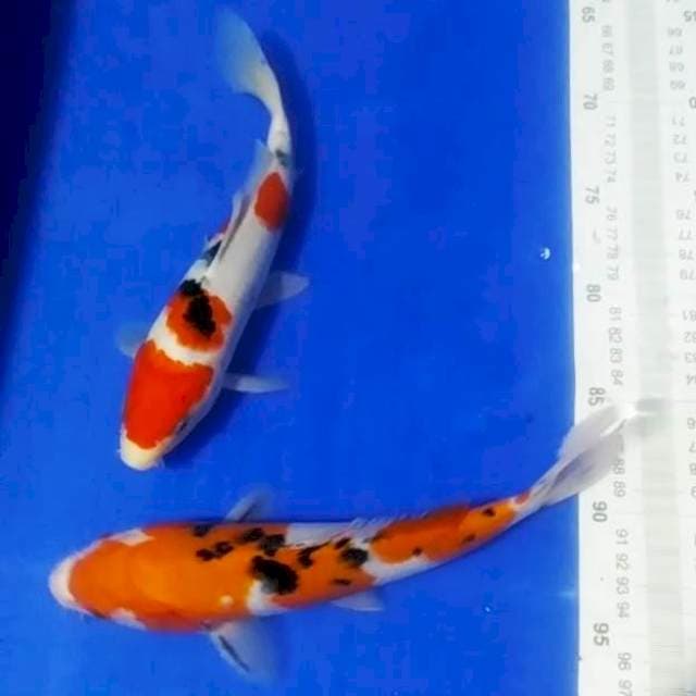 🆕A6_sanke 2ekr/25_26cm