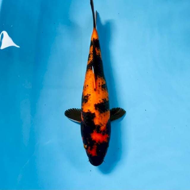 Hi Utsuri, 29 cm