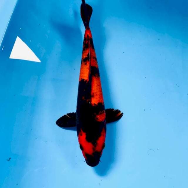 Hi Utsuri, 29 cm