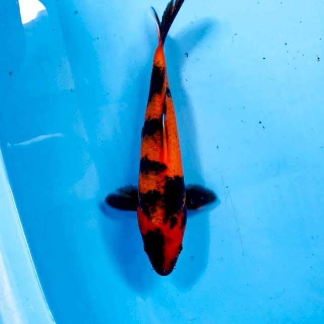 Hi Utsuri, 23 cm