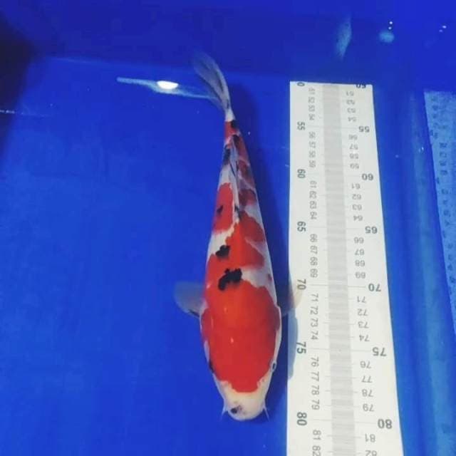 🆕C2_sanke 29cm