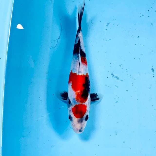 Showa, 20 cm