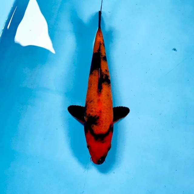 Hi Utsuri, 25 cm