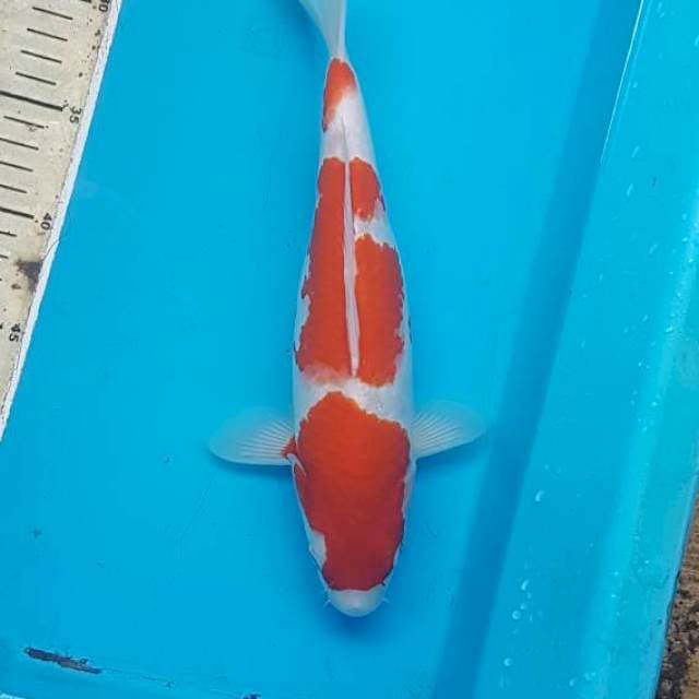 Kohaku
