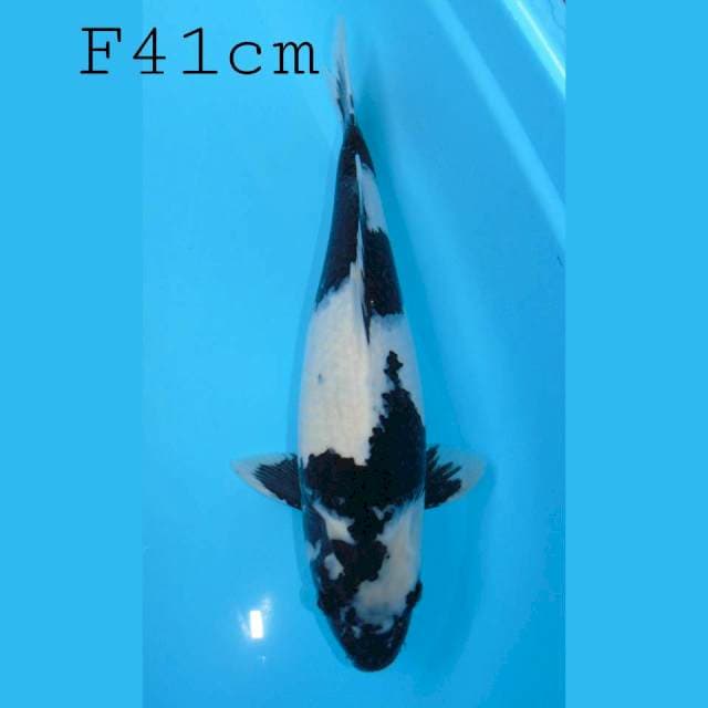 Shiro utsuri Female 41cm
