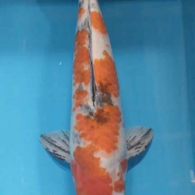 Sanke unik 39 cm