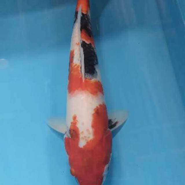 Showa 37 cm