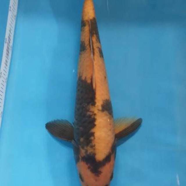 Hiu male 36 cm