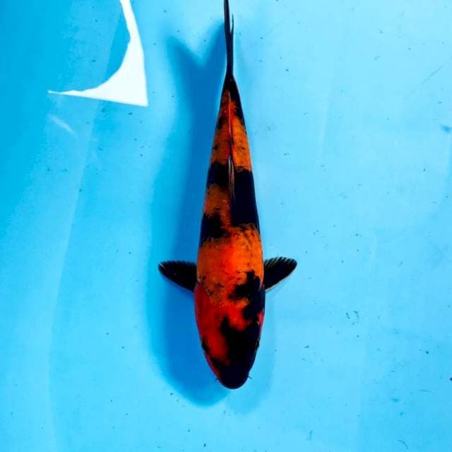 Hi Utsuri, 22 cm