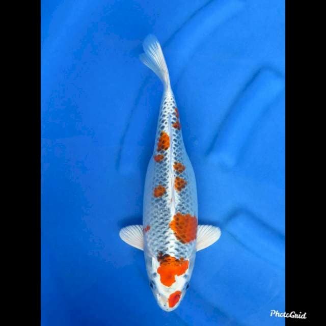37cm , Kujaku