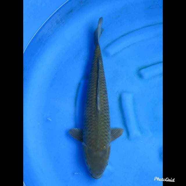 52cm , Male - F1 Jumbo Chagoi Marusai